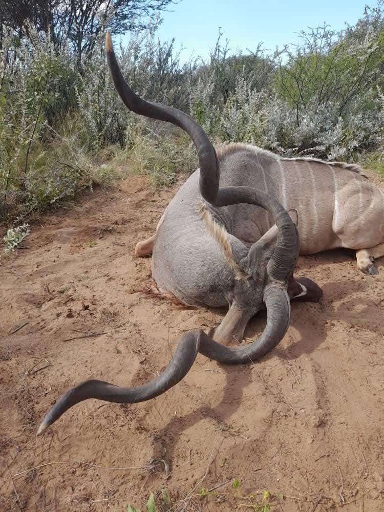 Kudu Hunt