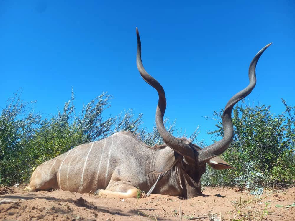 Kudu Hunt
