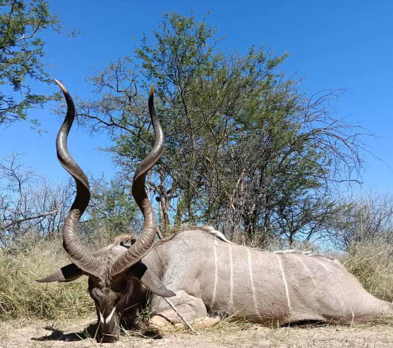 Kudu Hunt