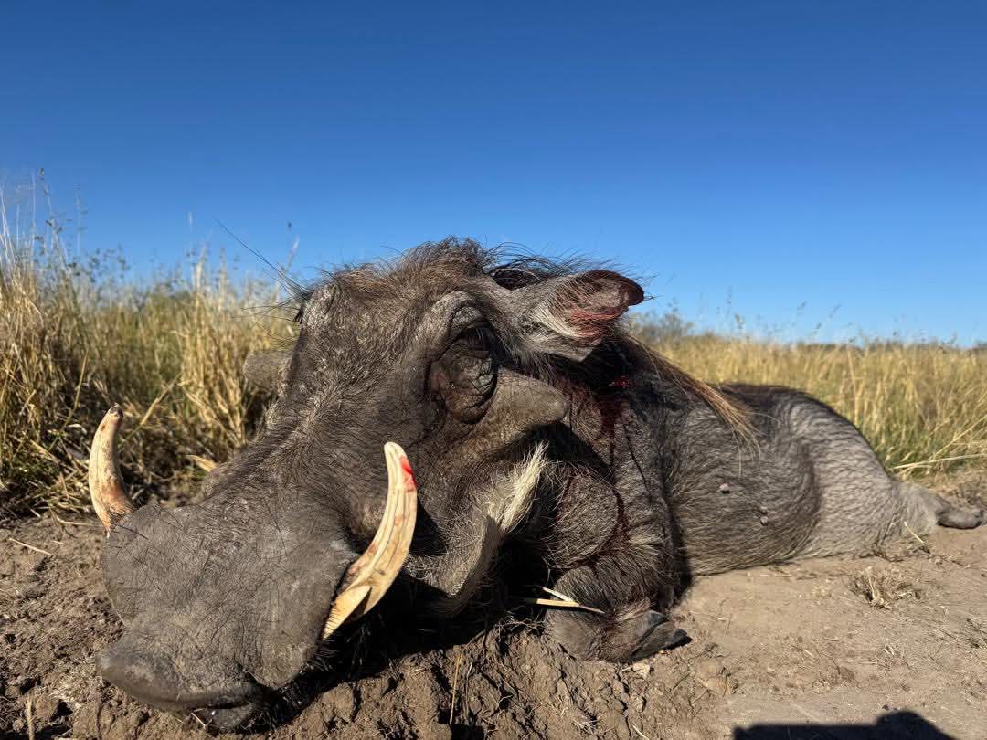 Warthog Hunt