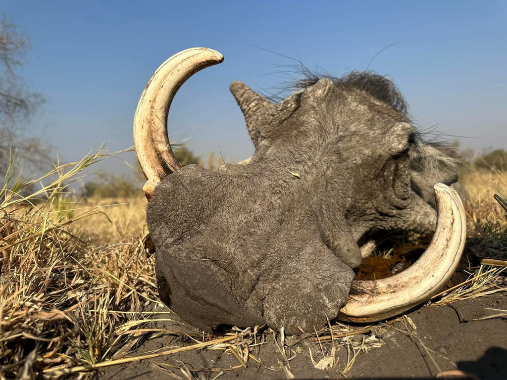 Warthog Hunt