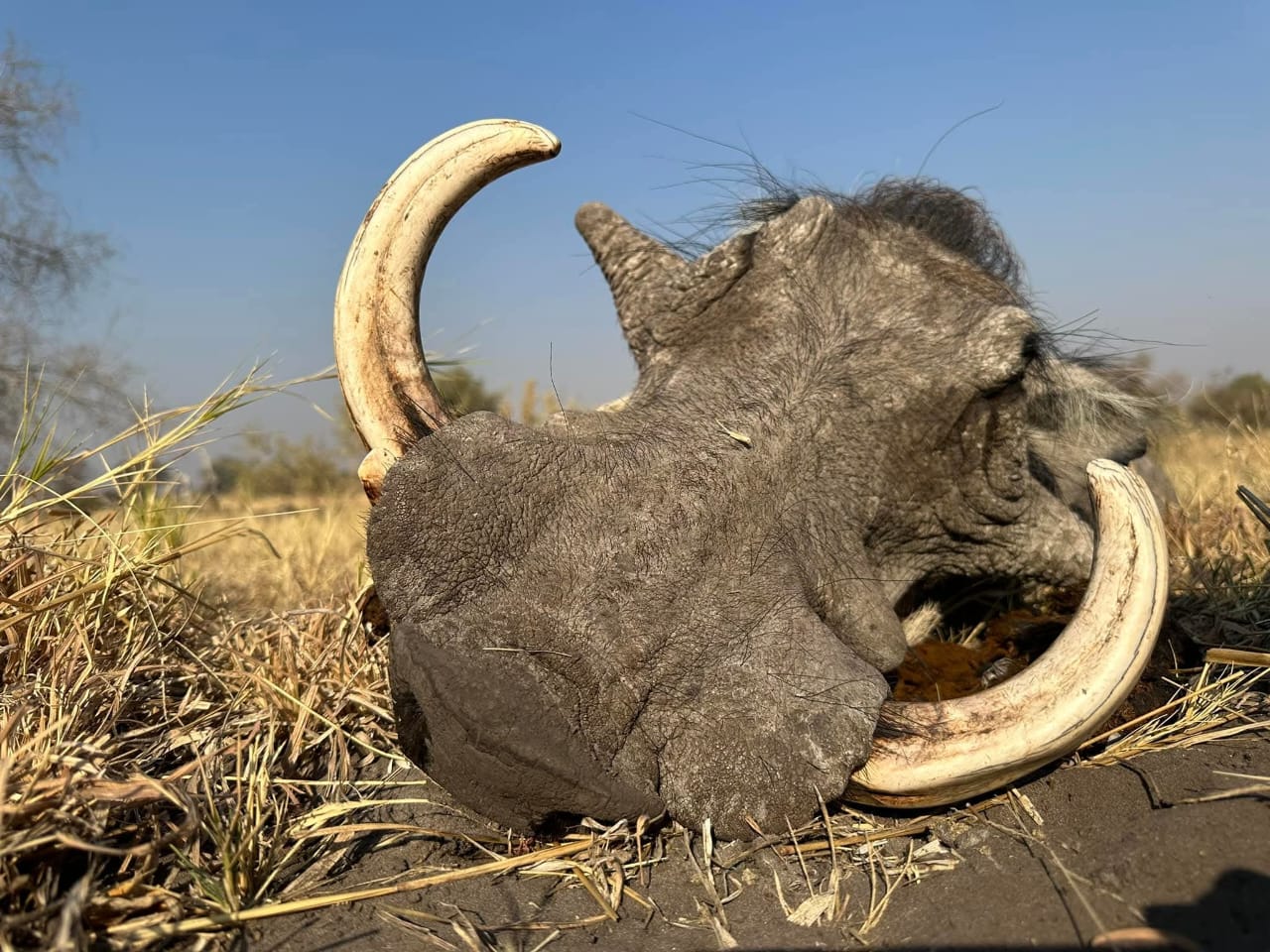 Warthog Hunt