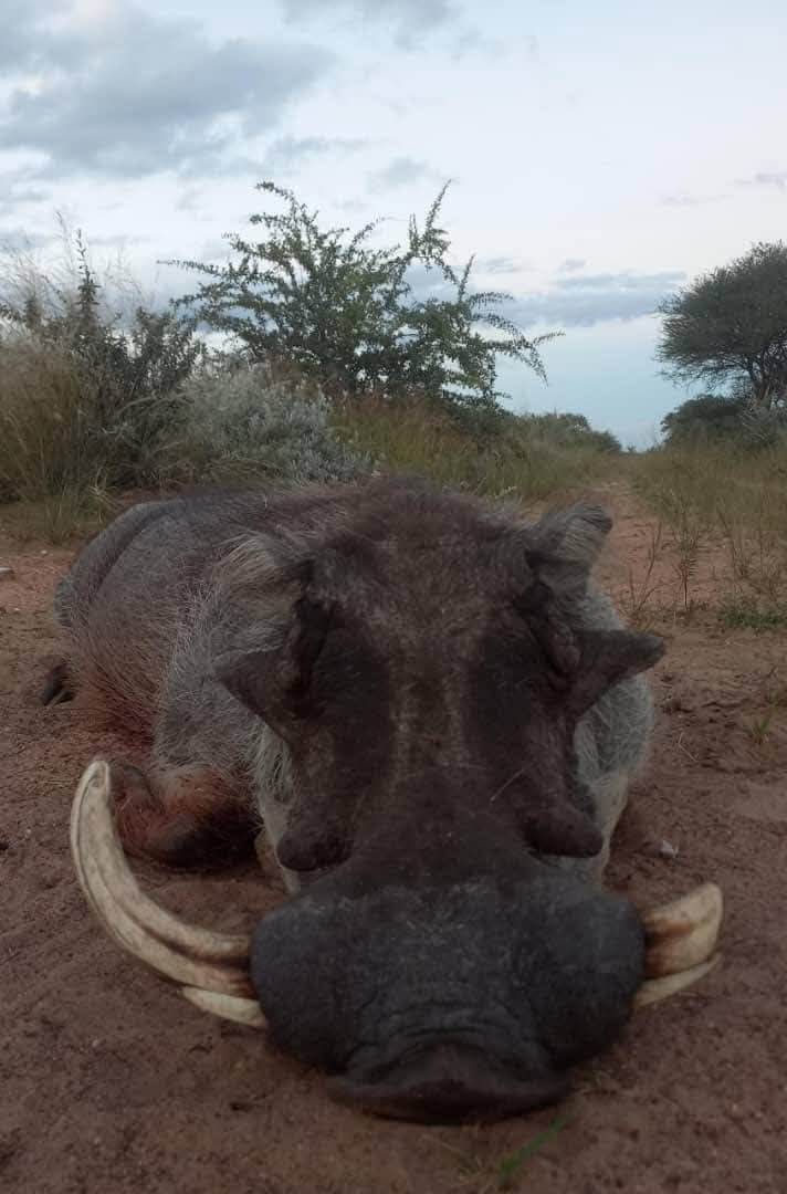 Warthog Hunt