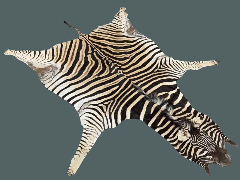 Full African Zebra Hide with head - authentic Botswana wildlife hide